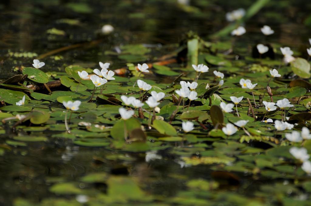 Vila Delta Travel - Mila 23 Mila Douazeci si Trei Bagian luar foto