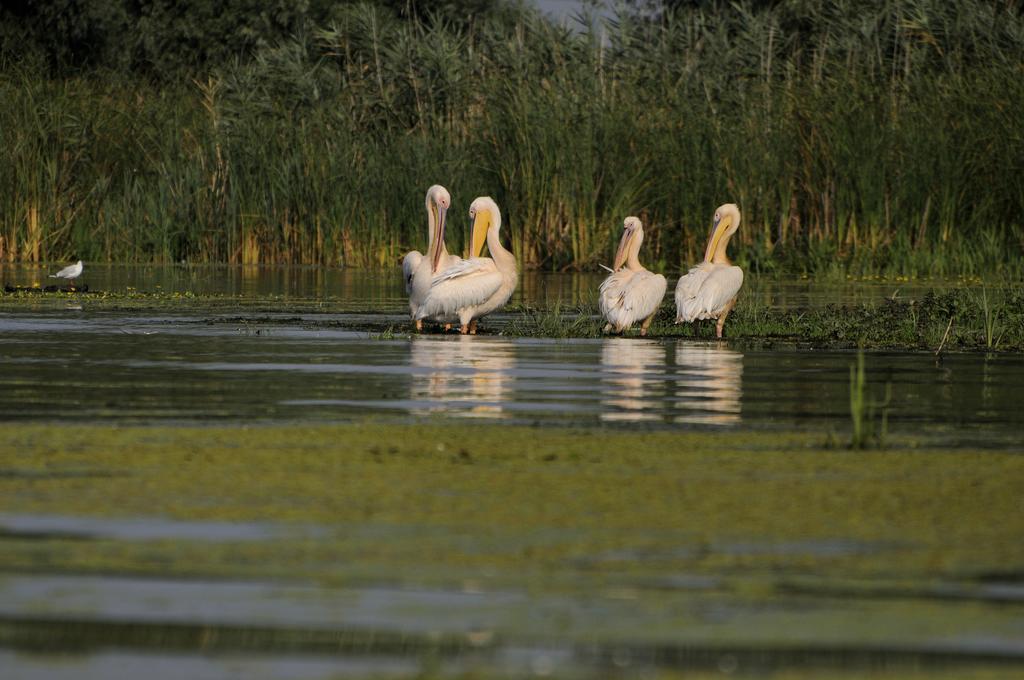 Vila Delta Travel - Mila 23 Mila Douazeci si Trei Bagian luar foto