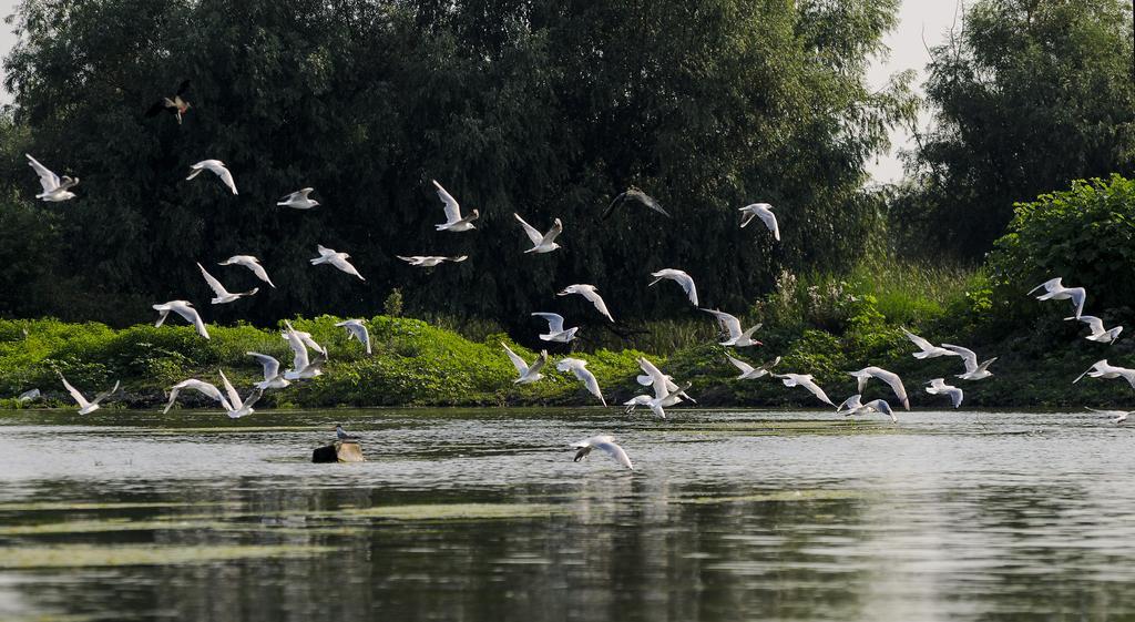 Vila Delta Travel - Mila 23 Mila Douazeci si Trei Bagian luar foto