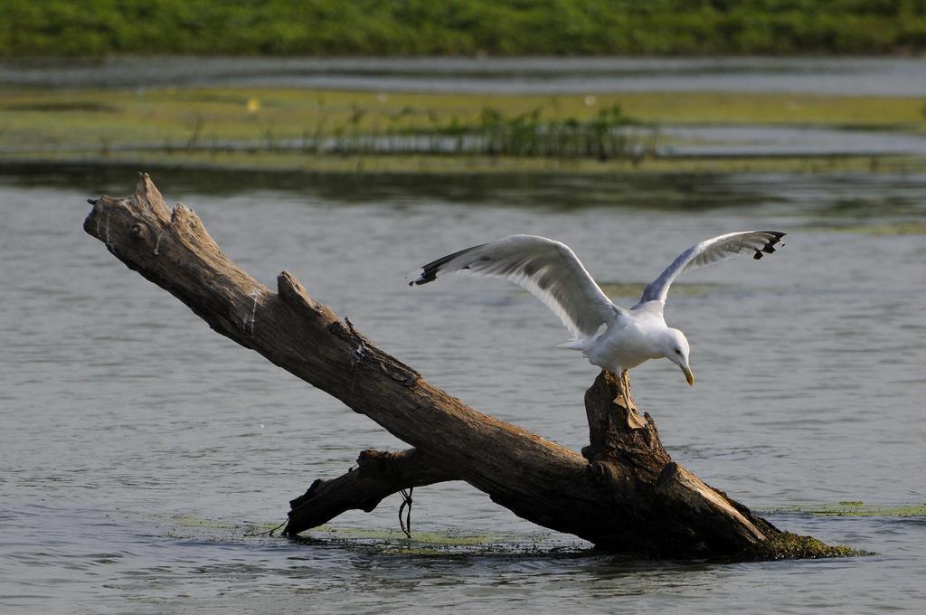 Vila Delta Travel - Mila 23 Mila Douazeci si Trei Bagian luar foto