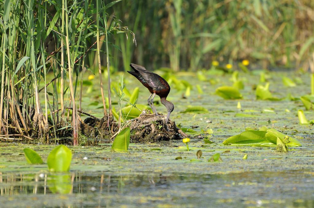 Vila Delta Travel - Mila 23 Mila Douazeci si Trei Bagian luar foto